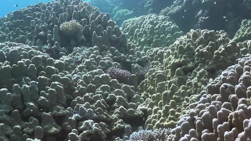 A colorful coral reef underwater background. A flock of small tropical yellow and red fish flopping