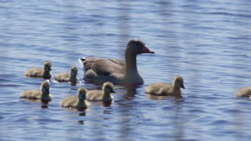 Close up of Greylag Goose family swimming in a lake. Sunny and windy day. (4K Resolution)
