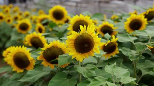 A Closeup View Of Sunflowers In Their Full Bloom