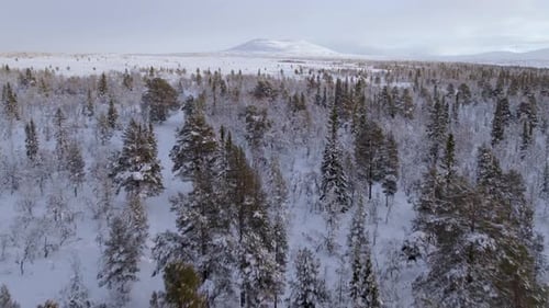 Mountain landscape in winter with snow-covered pine tree forest, aerial drone flight in 4k 30fps
