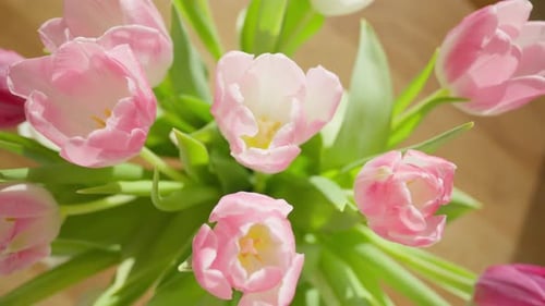 Close-up of delicate pink tulips in soft light. Top Shot. Dolly Out.