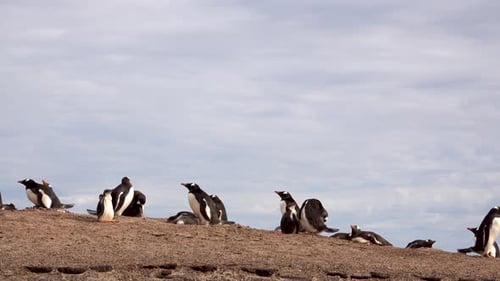 Penguins Gathering Together on Sandy Hill