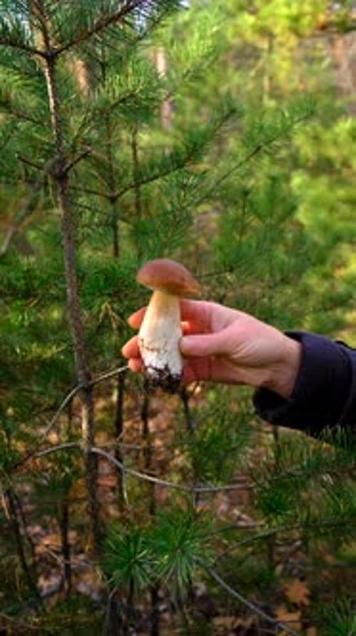 Mushroom Picking in the Forest Selective Focus