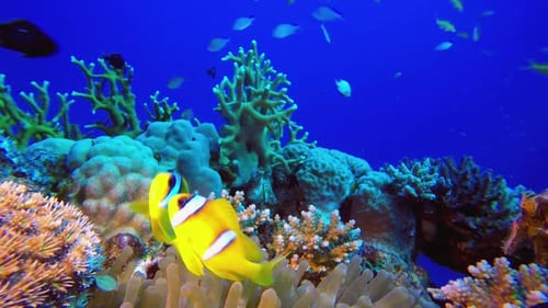 Underwater Tropical Sea Colourful Fish Clownfish