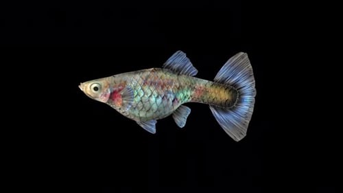 Guppyfisch