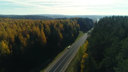 Road in the Autumn Forest