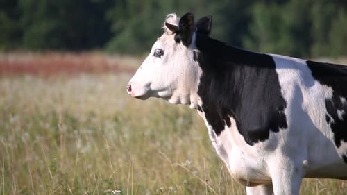 Domestic Cow Grazing on Farm Pasture with Green Grass