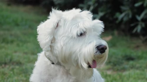 White Dog Panting in Park Close Up