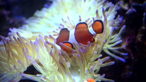 A Nemo Fish Plays Hide and Seek Amongst the Moving Tentacles of a Soft Sea Anemone Clownfish or