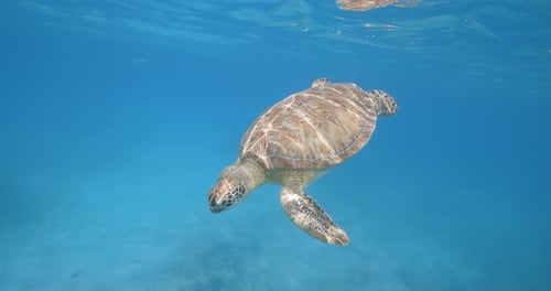 A solitary sea turtle gently swims toward the water’s surface, its flippers outstretched as light