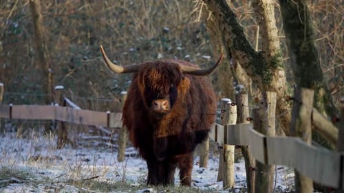 Highland cow bull with big horns ruminating by fence in winter forest.