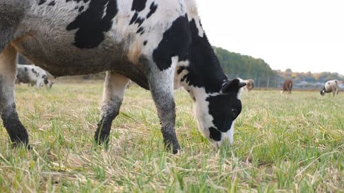Close Up of Cow Walking on Lawn and Eating Fresh Green Grass