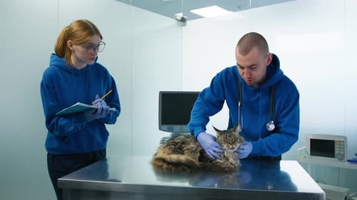 Veterinarians Checking Maine Coon Cat Throat Tumor in Veterinary Clinic