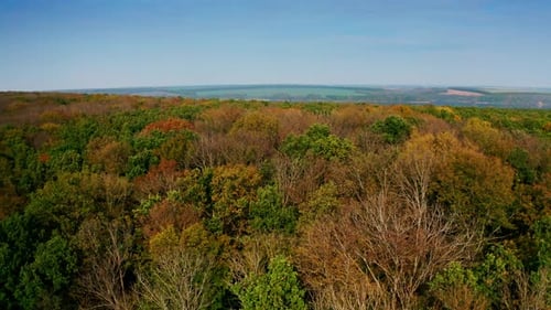 Bright colors of autumn forest. Colorful tree tops of woodland.