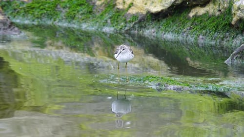 Common Greenshank
