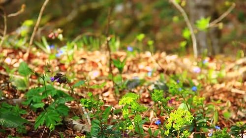 Frühlingsgrüner Wald in der Sonne