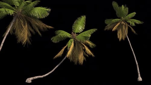 Animated Swaying Palm Tree Set for Tropical Scenes
