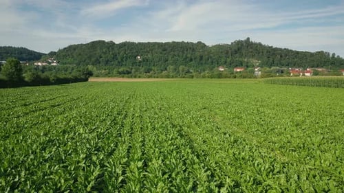 Green agriculture field with beetroot plants growing in rows in spring, aerial