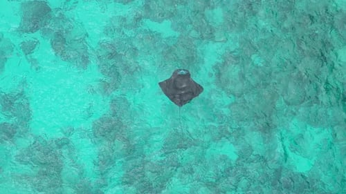 Vista aérea de arriba hacia abajo de la mantarraya nadando en aguas turquesas del océano