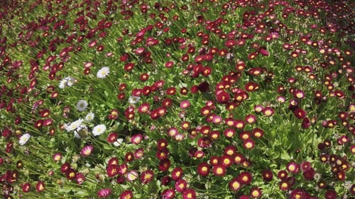 View from above of many red and white English daisies swaying in wind on sunny day