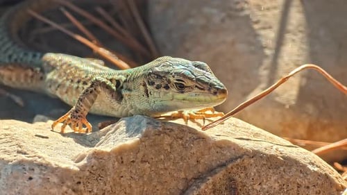 Close Up of Lizard Resting on Warm Stone in Natural Sunlight with Detailed Skin Texture Showing