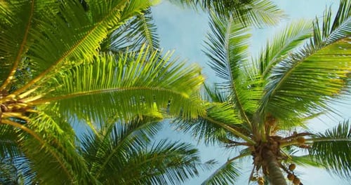 Green Palm Tree Leaves Stretching Toward Blue Sky on a Sunny Beach Day