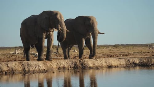 Large African Elephants drinking water with trunks in natural habitat