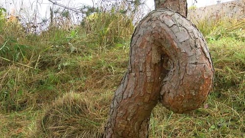 Gnarly Tree Trunk with Burl in Natural Setting