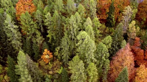 Zumbido: panorama del follaje de un bosque en otoño
