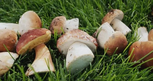 Dolly Shot A Lot of Forest Mushrooms Lie on the Green Grass