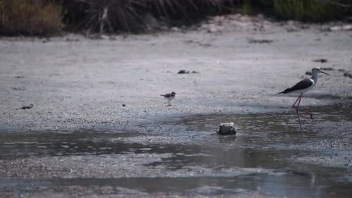 Black-Winged Stilt Wades Through Water in Wetland