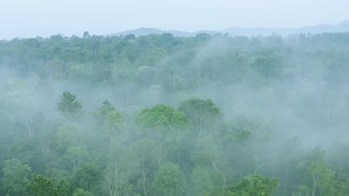 Beautiful Forest Aerial view in the morning fog & mist in south India