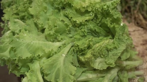 Fresh Green Lettuce with Water Droplets
