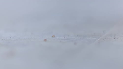 group of ground red ants passing in a line on a white surface