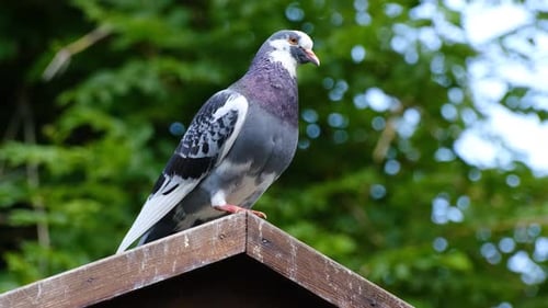 Beautiful pigeon on the roof of the its house