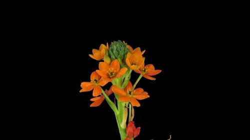 Growing, opening and rotating orange African Lily with ALPHA channel