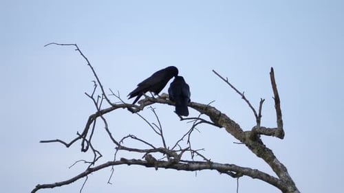 Couple Black Birds Perched on Top of a Tree Branch, Fall, Overcast Sky