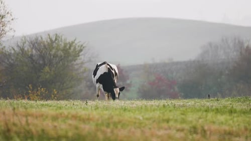 Domestic Cattle Natural Milk Animal Husbandry Cow Graze on Field with Green Grass with Foggy Mystic