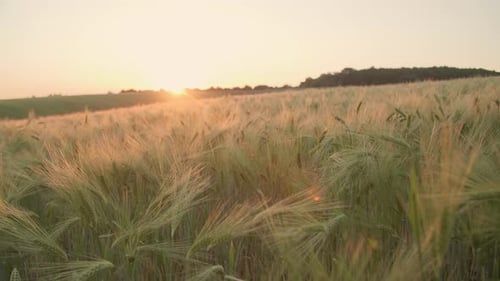 Cinematic Scene of Lush Wheat Farmland with Hilly Sunset Above Hilly Landscape