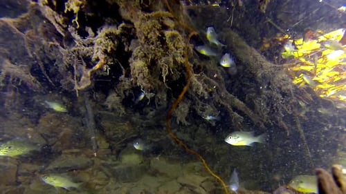 Sunfish congregate under submerged tree roots.