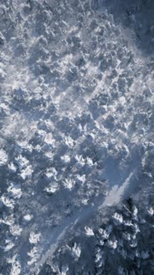 2K Vertical Winter Forest