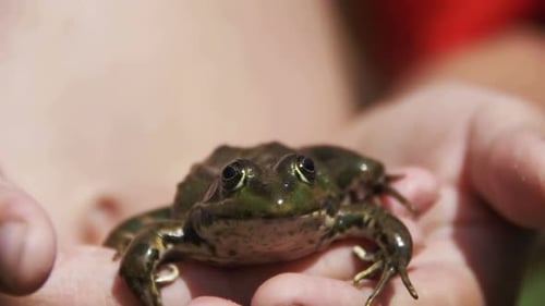 Grüner Frosch in den Händen eines Kindes am Flussufer Zeitlupe