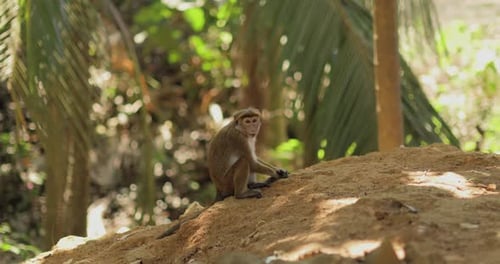 Monkey Grooming on a Sandy Hillside in the Jungle