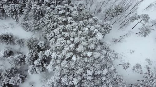 aerial view of the snowy forest