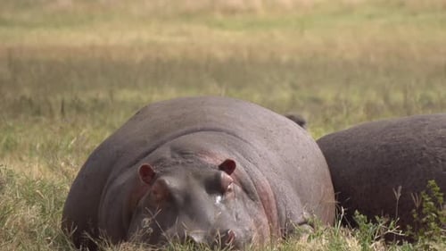 Hippo aka Hippopotamus Amphibius Close Up, Resting in Meadow of African Savanna After Graze. Animal