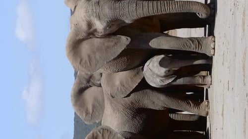Herd of African Elephants in dry, arid area of South Africa. Vertical tracking.