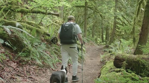 Hiker Walks Dog on Beautiful Forest Trail