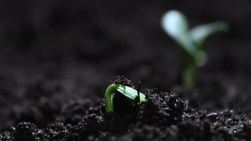 Growing Plants Time Lapse Green Vegetables Sprout Slowly Growing From Soil Nature Spring Concept