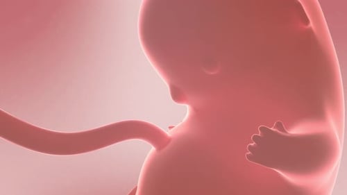 Ilustración 3D detallada de un feto humano