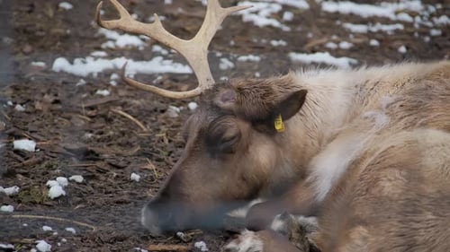 Reindeer Sleeps in Winter Time Close Up Shot